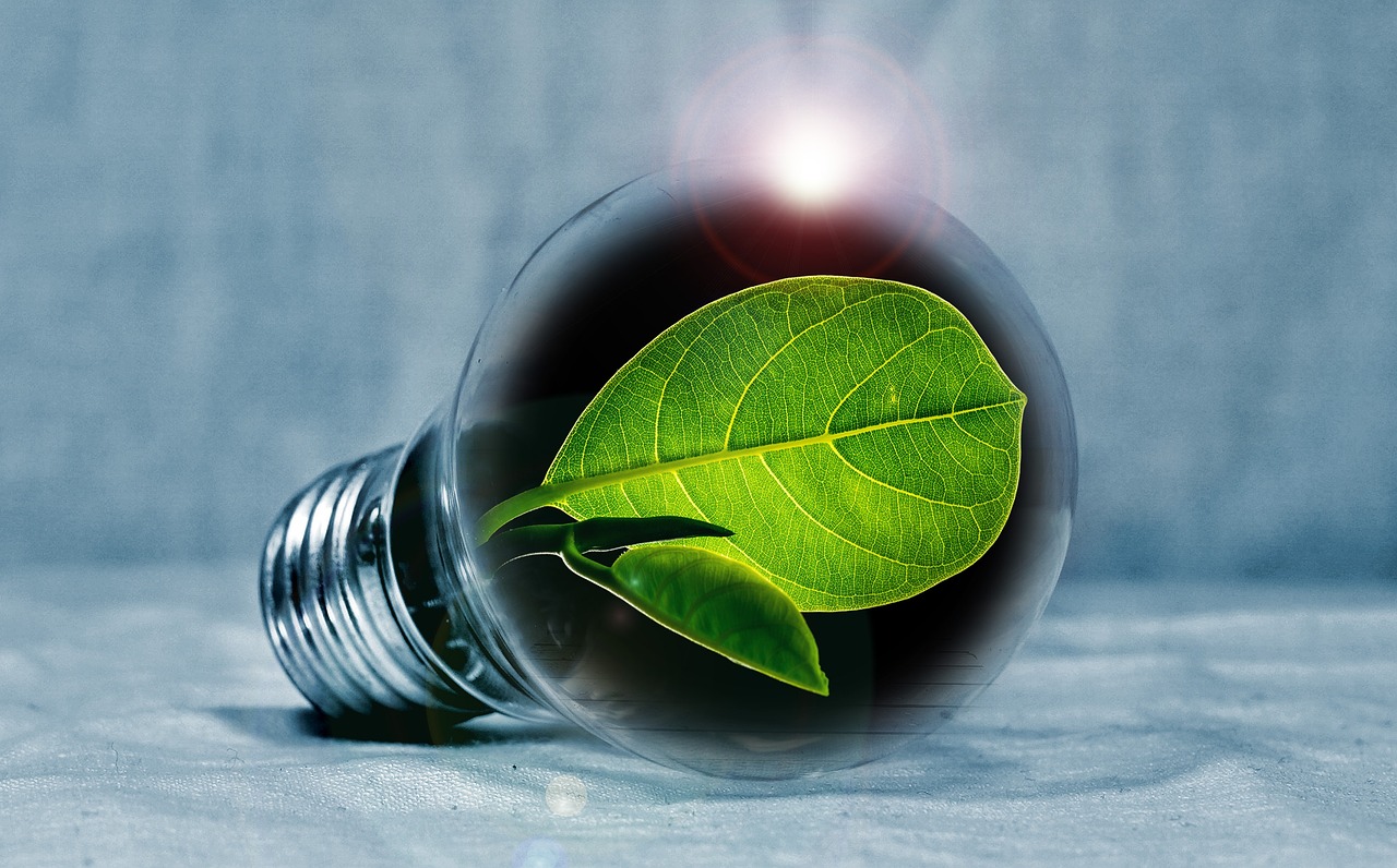 lightbulb, leaf, chlorophyll, green, leaf green, light, pear, flashes, energy, energy transition, energy generation, bulbs, experiment, nature, innovation, environmentally friendly, electricity, environment, electric light, energy saving, energy, innovation, innovation, innovation, innovation, innovation, energy saving, energy saving